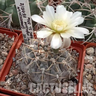 LOT1089 20 seeds/20 СЕМЕНА  Gymnocalycium borthii v.nogolense VG410   2025