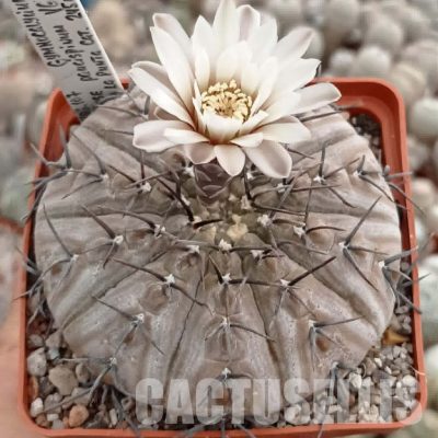 LOT1090 20 seeds/20 СЕМЕНА  Gymnocalycium bodenbenderianum v.paucispinum VG551   2025