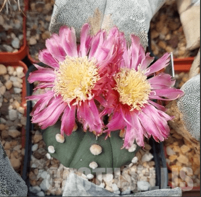 LOT157 50 SEEDS Astrophytum asterias pink/red flower 2024 - Image 2