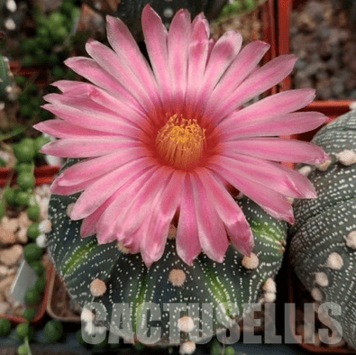 LOT157 50 SEEDS Astrophytum asterias pink/red flower 2024 - Image 3