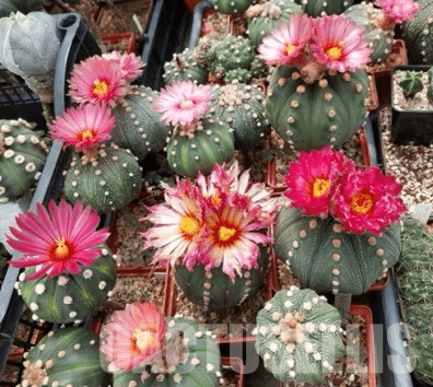 LOT157 50 SEEDS Astrophytum asterias pink/red flower 2024 - Image 4
