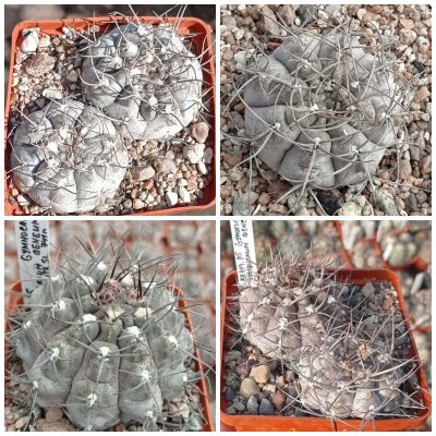 LOT159  20 SEEDS/20 СЕМЕНА  Gymnocalycium striglianum v.aeneum VG407   2025
