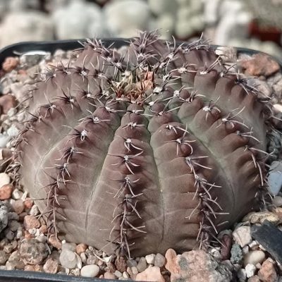LOT161  20 SEEDS/20 СЕМЕНА  Gymnocalycium stellatum v. kleinianum VG262  2025