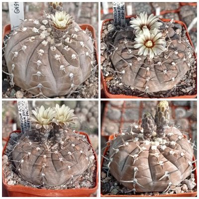 LOT162  20 SEEDS/20 СЕМЕНА  Gymnocalycium bodenbenderianum v.guasayanense GN91-442/415  2025