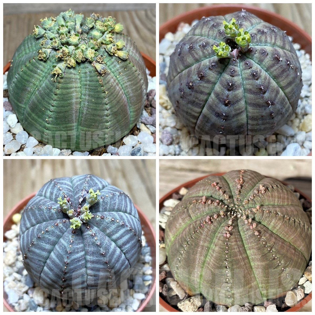 LOT197 5 SEEDS/5 СЕМЕНА Euphorbia obesa 2026