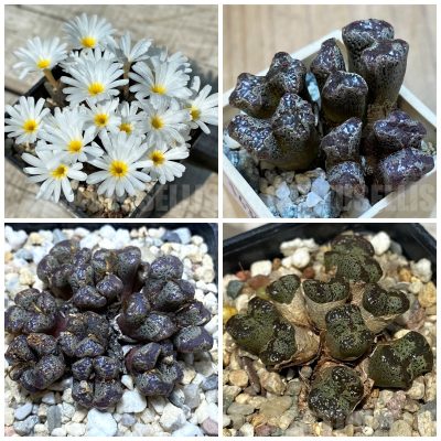 LOT215 20 SEEDS/20 СЕМЕНА Conophytum pellucidum mix 2025