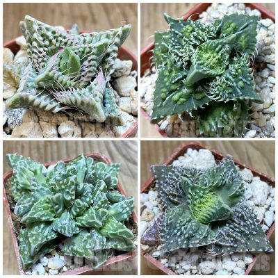 LOT216 20 SEEDS/20 СЕМЕНА Faucaria tuberculosa 2025