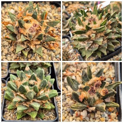 LOT217 10 SEEDS/10 СЕМЕНА  Ariocarpus scapharostrus  2025