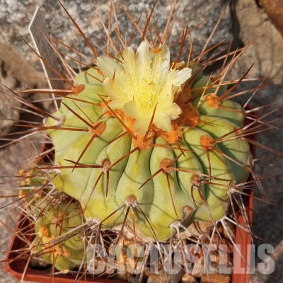 LOT230 10 SEEDS/10 СЕМЕНА  Copiapoa haseltoniana 2025