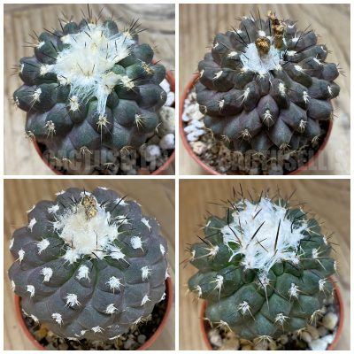 LOT236 10 SEEDS/10 СЕМЕНА  Copiapoa leonensis HR1061 2025