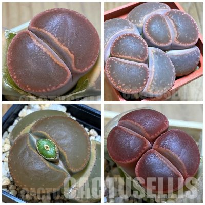 LOT248  20 SEEDS/20 СЕМЕНА  Lithops aucampiae ‘Nugget’  2025