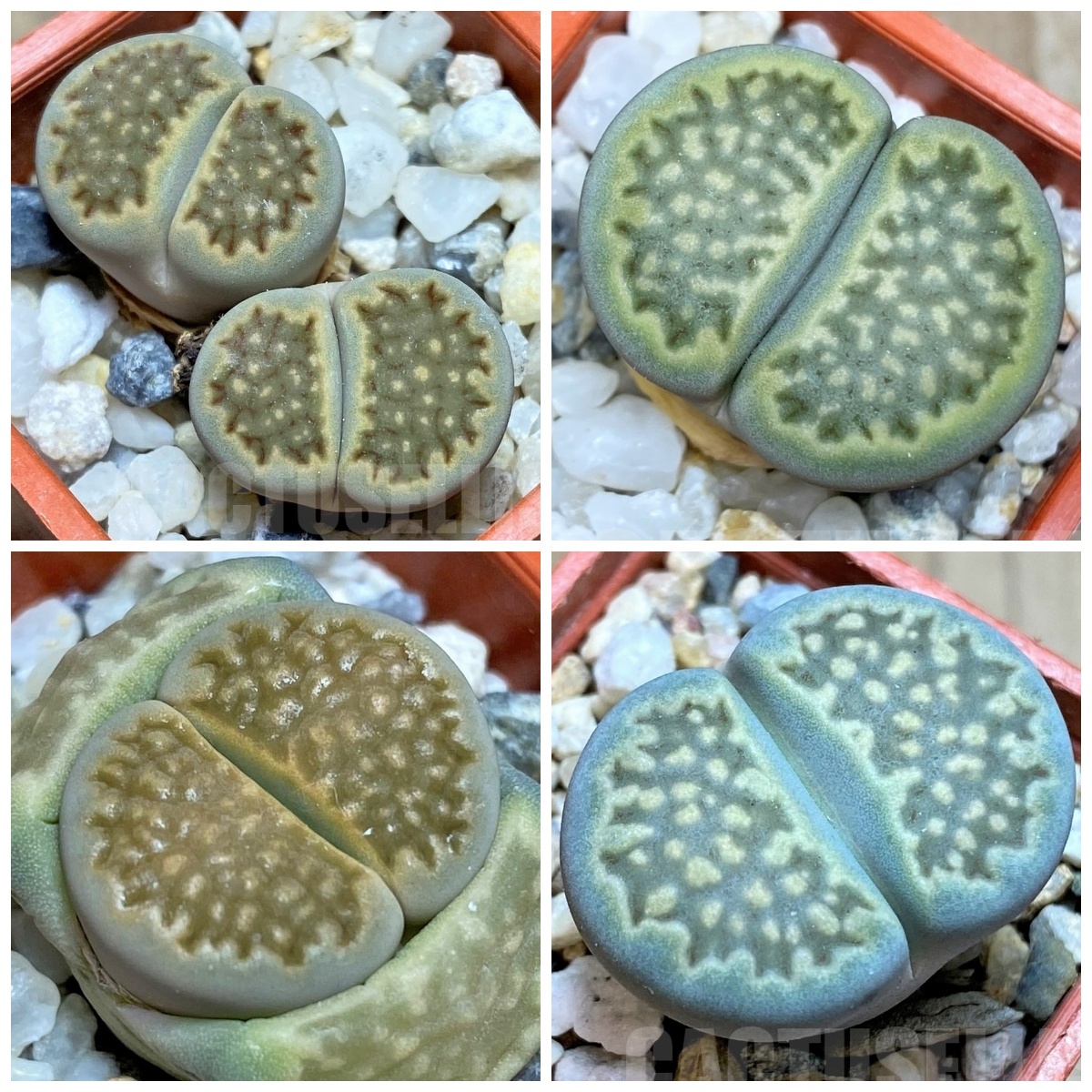 LOT254 50 SEEDS Lithops hallii v. ochracea C111, 2024