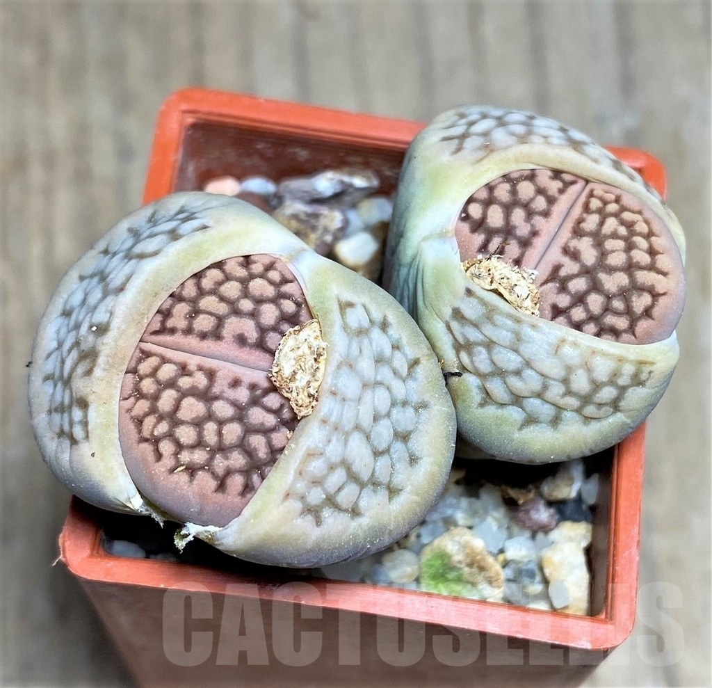 LOT256 50 SEEDS Lithops hallii C119, 2025