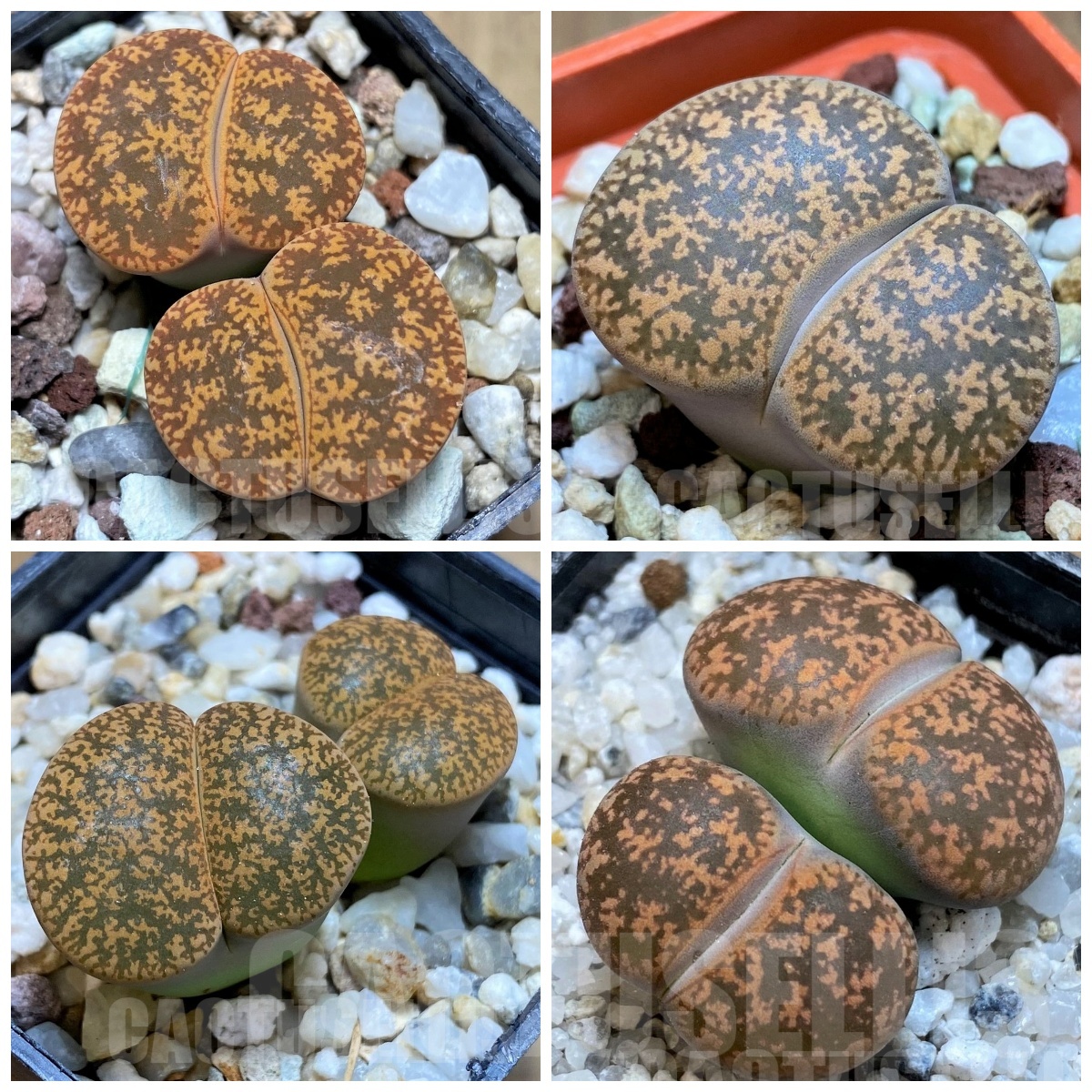 LOT267 50 SEEDS Lithops lesliei v. hornii , harvest 2025