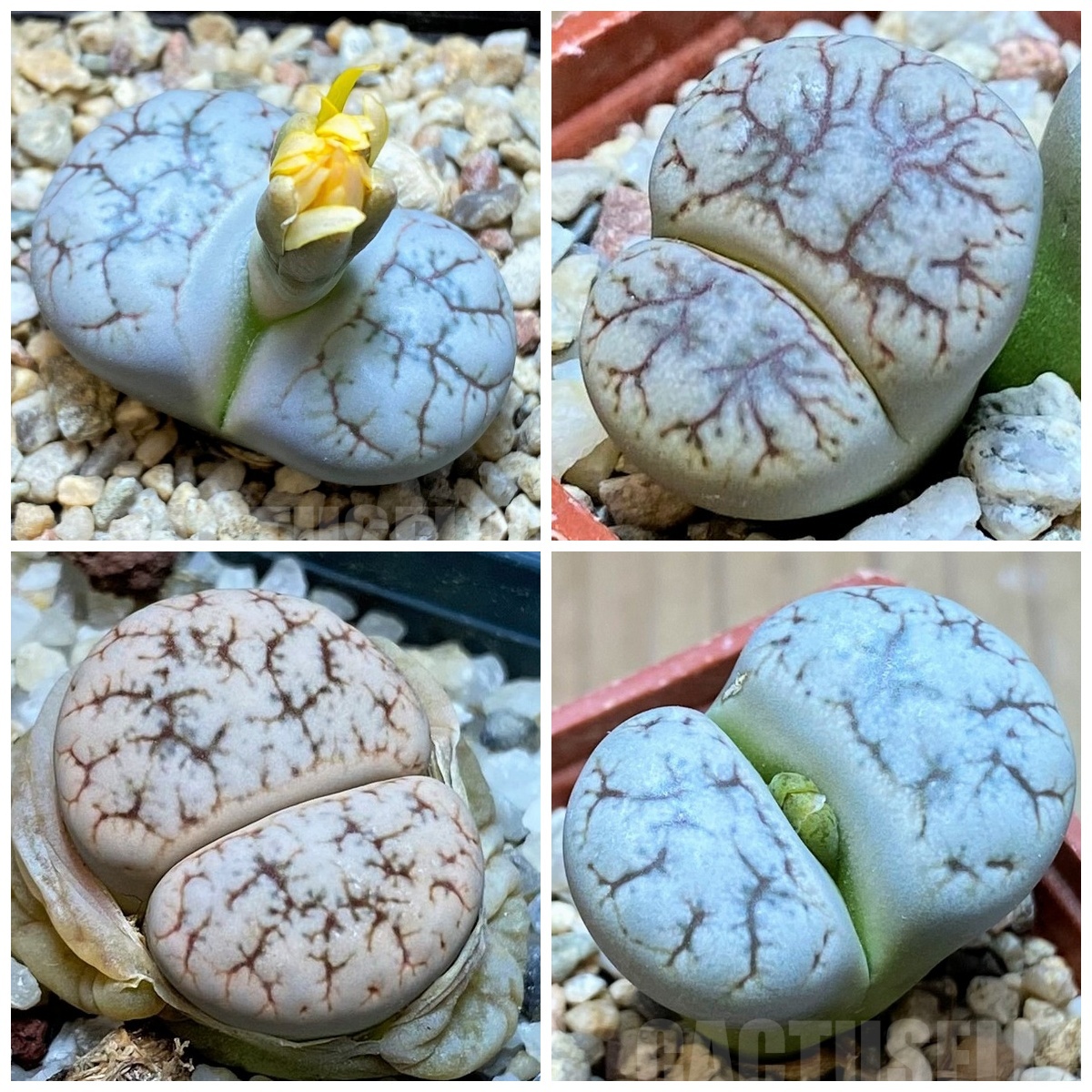 LOT274 50 SEEDS Lithops werneri C188 2024