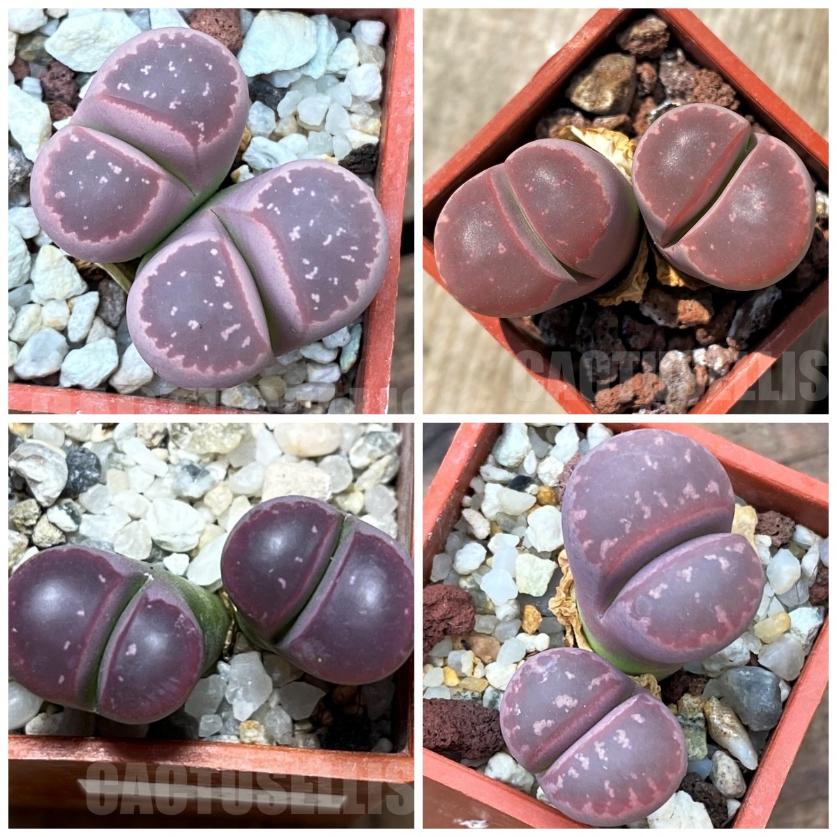 LOT276 50 SEEDS Lithops olivacea var. nebrownii 'Red Olive' 2024