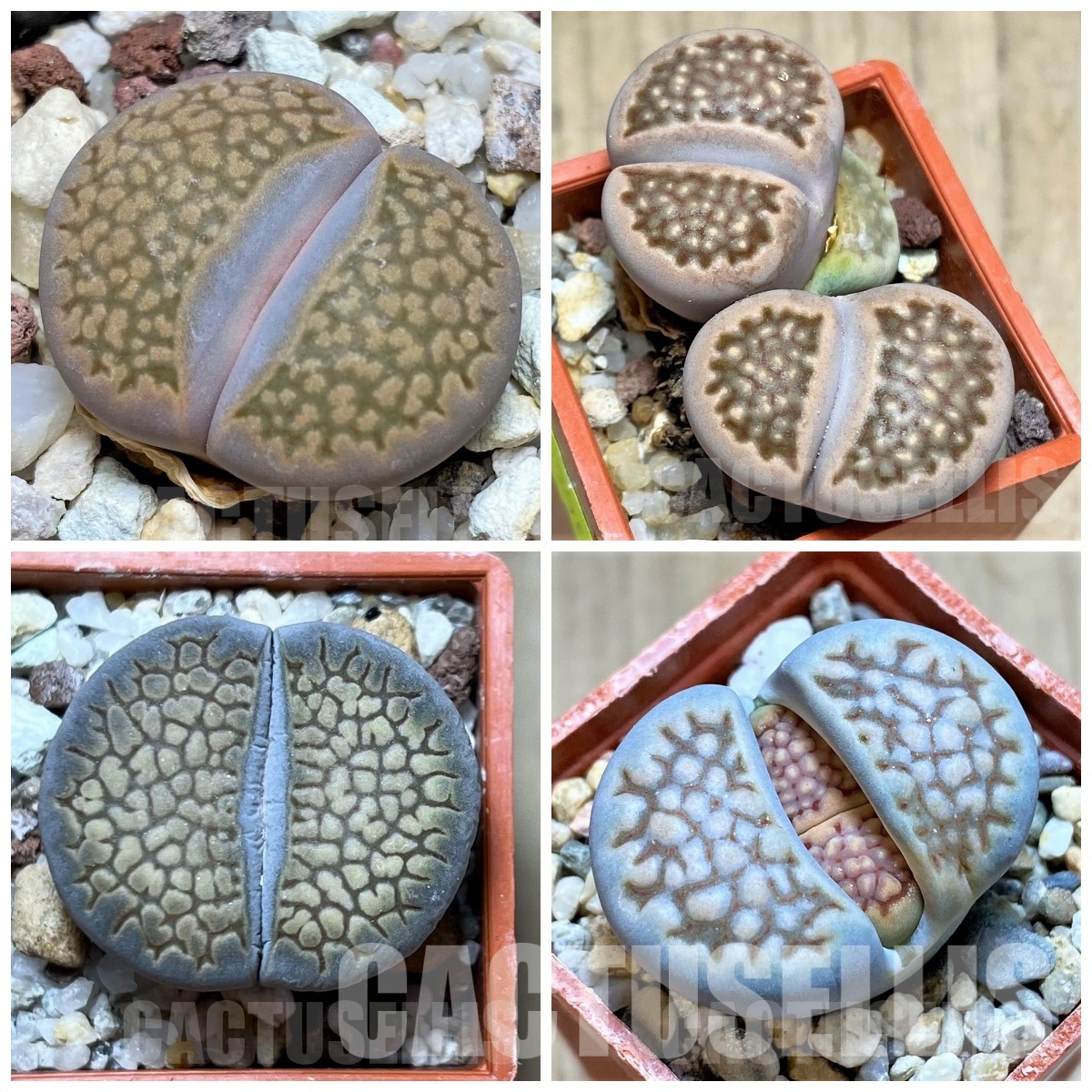 LOT81 100 SEEDS/100 СЕМЕНА Lithops hallii mix harvest 2022