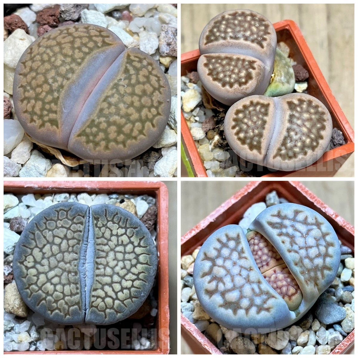 LOT279 50 SEEDS Lithops hallii mix harvest 2024