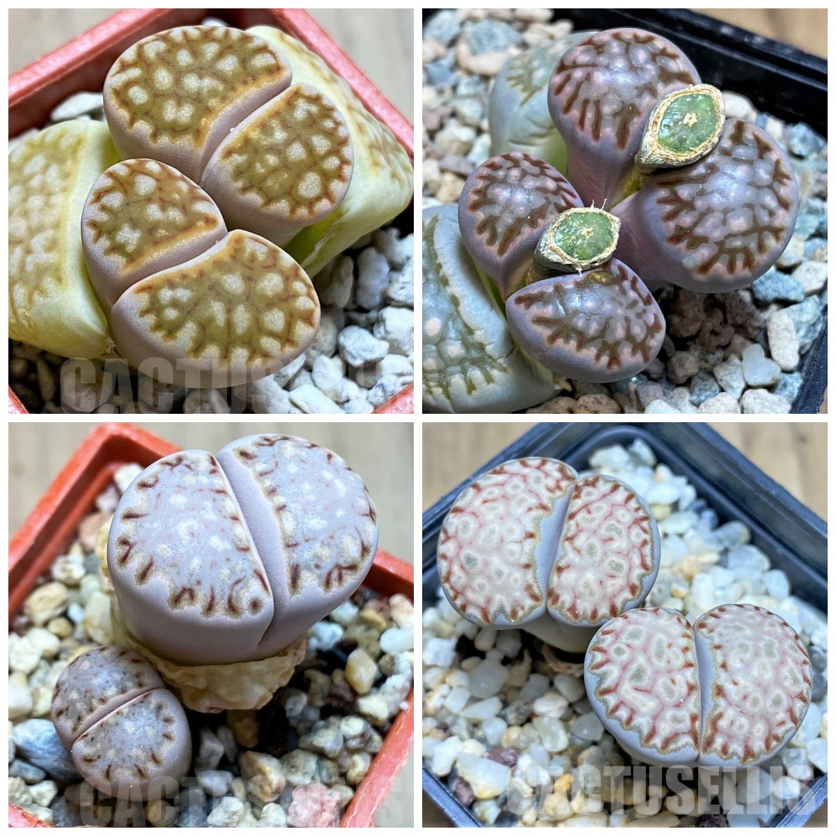 LOT282 50 SEEDS/50 СЕМЕНА Lithops julii mix harvest 2024