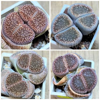 LOT286  20 SEEDS/20 СЕМЕНА Lithops aucampiae ssp. euniceae v. fluminalis C54   2025