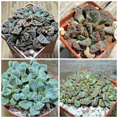 LOT298 50 SEEDS/50 СЕМЕНА  Titanopsis calcarea mix 2025
