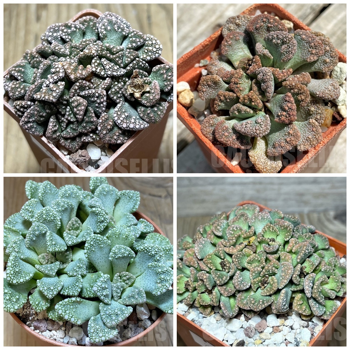 LOT298 50 SEEDS/50 СЕМЕНА Titanopsis calcarea mix 2025