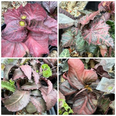 LOT301 5 SEEDS Euphorbia francoisii hybrid 2026