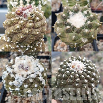 LOT309 10 SEEDS Copiapoa hypogaea 'Lizard Skin' 2024