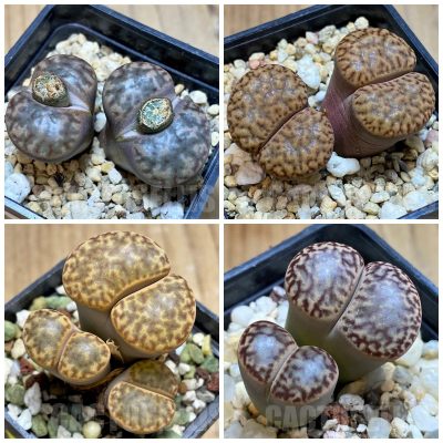 LOT322  50 SEEDS/50 СЕМЕНА Lithops bromfieldii v. insularis  2025