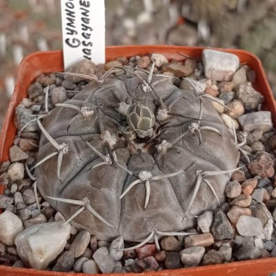 LOT36  20 SEEDS/20 СЕМЕНА  Gymnocalycium  bodenbenderianum v.guasayanense VG1094  2025