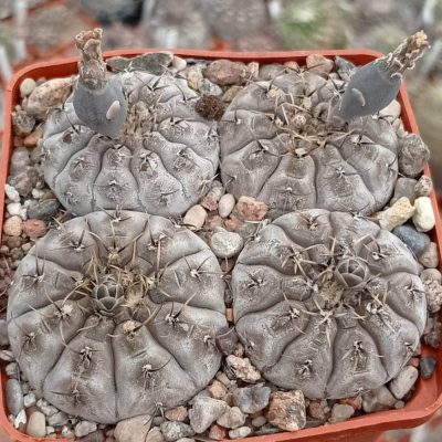 LOT39  20 SEEDS/20 СЕМЕНА  Gymnocalycium bodenbenderianum VG1243  2025