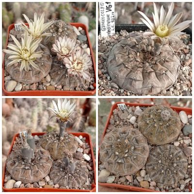 LOT40  20 SEEDS/20 СЕМЕНА  Gymnocalycium bodenbenderianum VG1240  2025