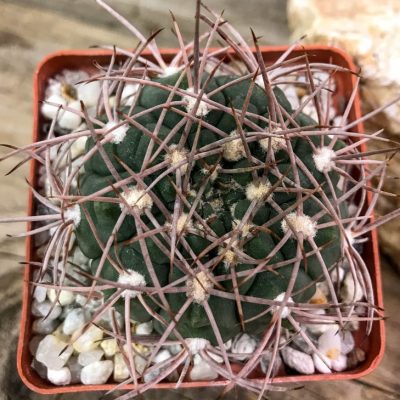 LOT408 20 SEEDS Gymnocalycium mazanense VG 1037  2025