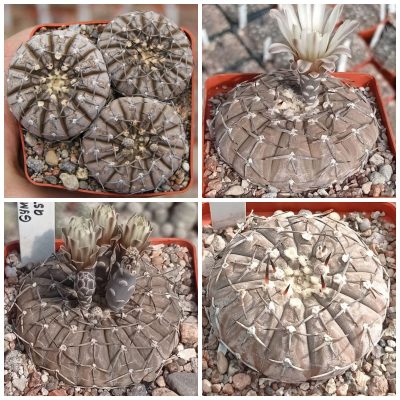 LOT41  20 SEEDS/20 СЕМЕНА  Gymnocalycium asterium  2025