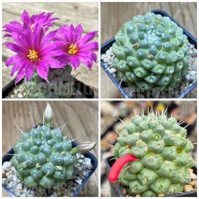 LOT422 20 SEEDS/20 СЕМЕНА Mammillaria schumannii 'inermis'  2026
