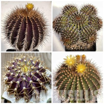 LOT43  10 SEEDS/10 СЕМЕНА   Uebelmannia buiningii HU141  2025