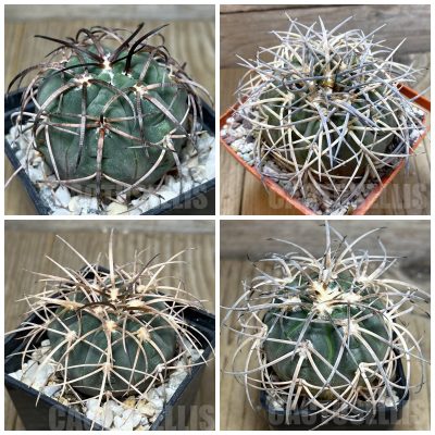 LOT440 20 SEEDS Gymnocalycium spegazzinii v. major 2025