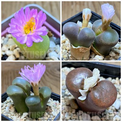 LOT446 50 SEEDS/50 СЕМЕНА Conophytum (Ophthalmophyllum) mix 2025