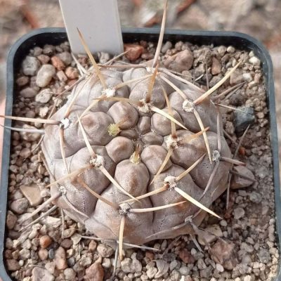 LOT45  20 SEEDS/20 СЕМЕНА  Gymnocalycium borthii v.nogolense VG685    2025