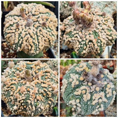 LOT462 10SEEDS Astrophytum asterias 'Hanazono' 2025