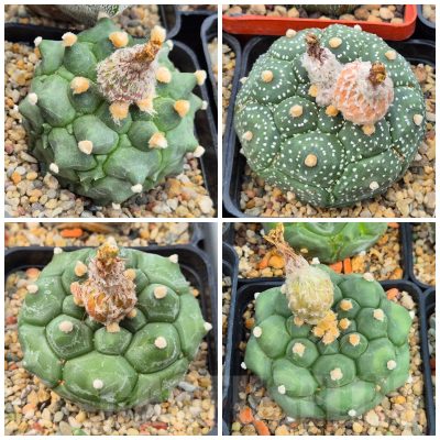 LOT468 10 SEEDS/10 СЕМЕНА Astrophytum asterias `Kikko` mix 2026