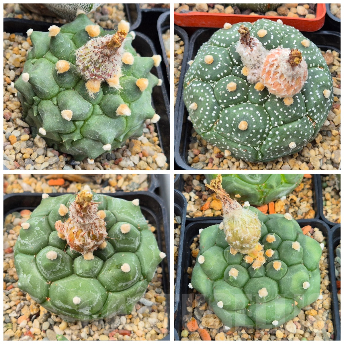 LOT468 10 SEEDS/10 СЕМЕНА Astrophytum asterias `Kikko` mix 2025