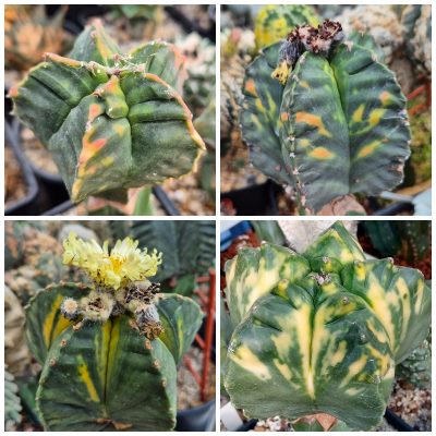 LOT478 10 SEEDS Astrophytum myriostigma 'Kikko' f. varigata 2025