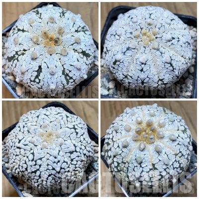 LOT479 10 SEEDS/10 СЕМЕНА  Astrophytum asterias ‘Super Kabuto’ mix 2025