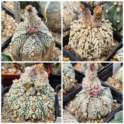 LOT483 10 SEEDS Astrophytum asterias 'Super Kabuto' hybrid mix 2025