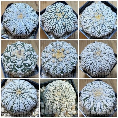 LOT484 50 SEEDS/50 СЕМЕНА  Astrophytum asterias ‘Super Kabuto’ mix 2025
