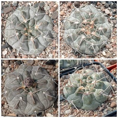 LOT49  20 SEEDS/20 СЕМЕНА  Gymnocalycium prochazkianum v.simile JO1350.1   2025