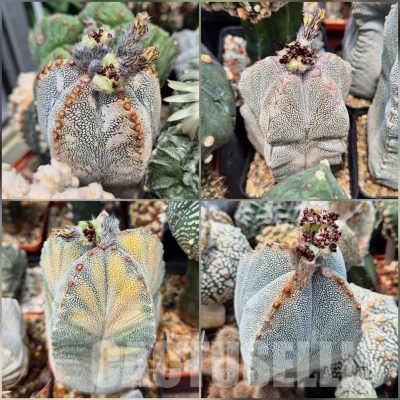 LOT490 50 SEEDS/50 СЕМЕНА Astrophytum myriostigma ‘Onzuka’ mix 2026