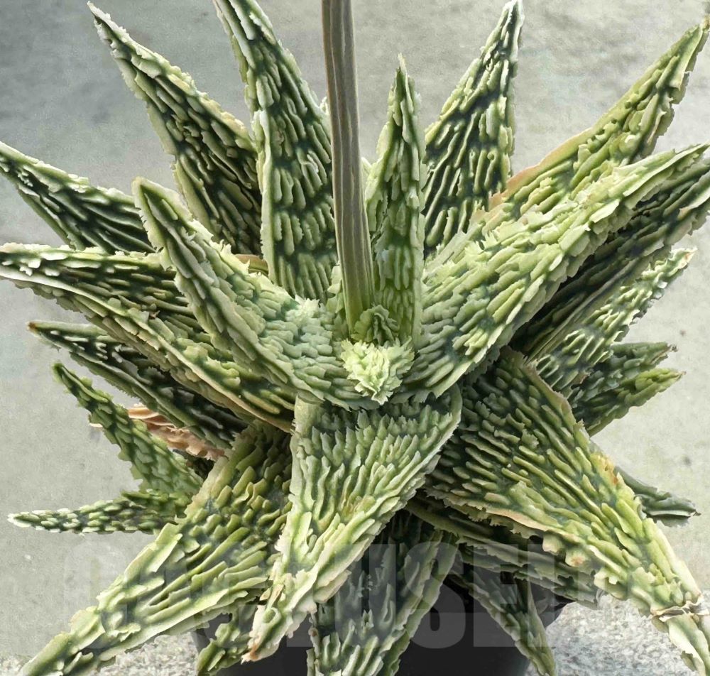 LOT498 10SEEDS Aloe EN13 harvest 2026 - Image 2