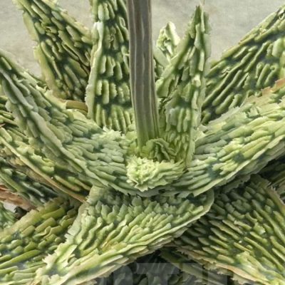 LOT498 10SEEDS Aloe EN13 harvest 2026